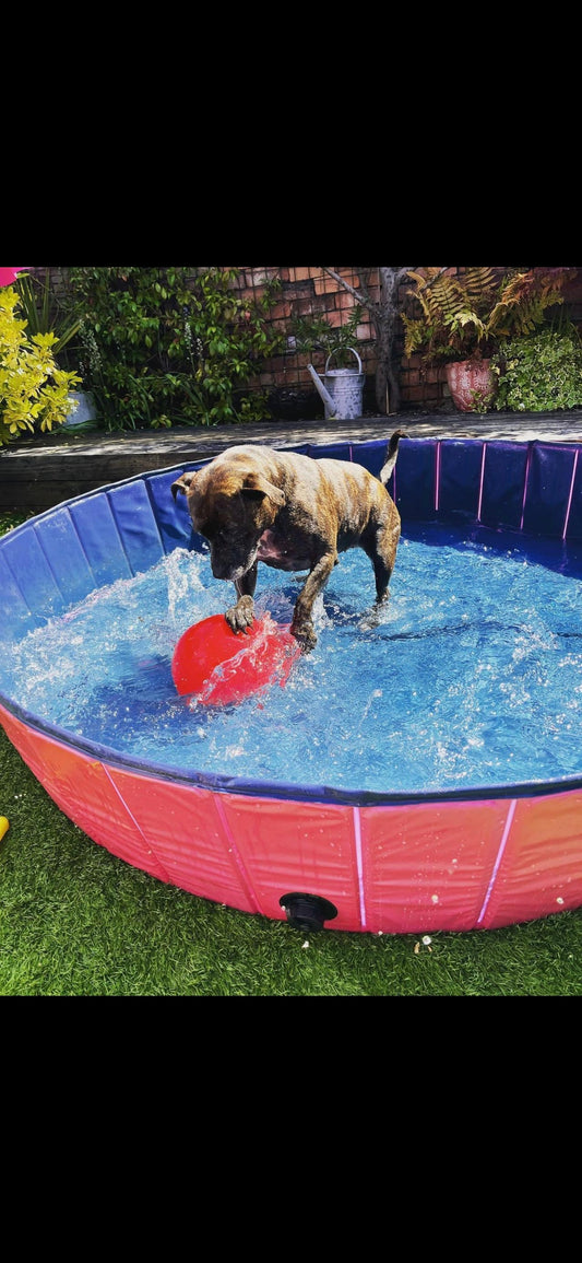 Foldable, Heavy Duty Paddling Pool for Dogs, Cats & Kids.